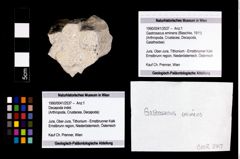 Foto (Objekt + Etikett) von Gastrosacus eminens (Blaschke, 1911)  (NHMW-GEO-1990-0041-2537)